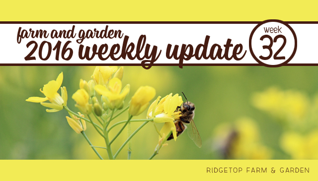 Ridgetop Farm and Garden | 2016 Update | Week 32
