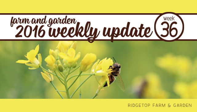 Ridgetop Farm and Garden | 2016 Update | Week 36