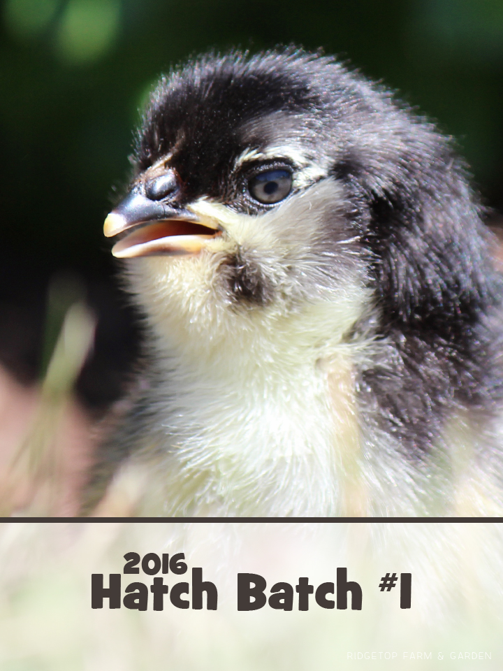 Ridgetop Farm and Garden | 2016 Hatch #1 | Olive Egger