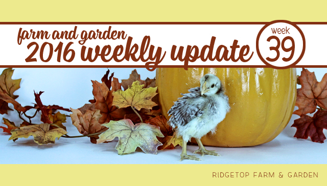 Ridgetop Farm and Garden | 2016 Update | Week 39
