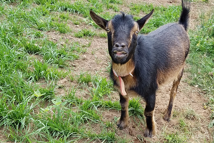 Ridgetop Farm and Garden | Our Goat Herd | Nigerian Dwarf Goat | Sven