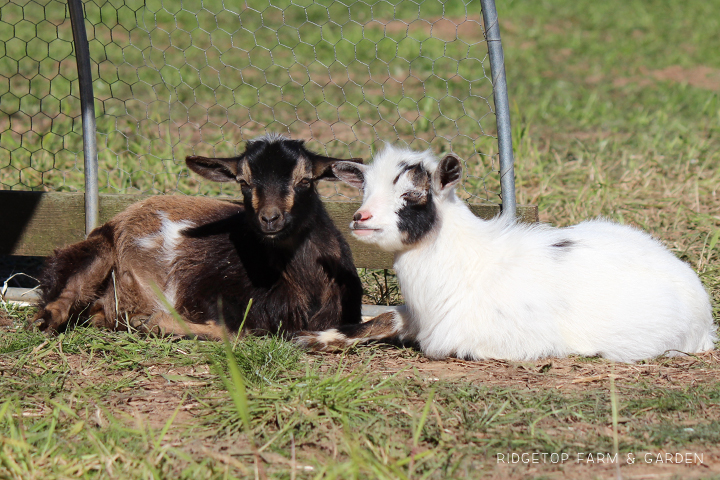 Ridgetop Farm and Garden | Our Goat Herd | Nigerian Dwarf Goat | Sven