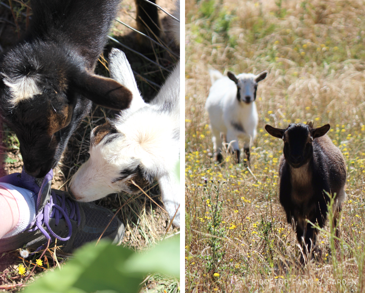 Ridgetop Farm and Garden | Our Goat Herd | Nigerian Dwarf Goat | Sven