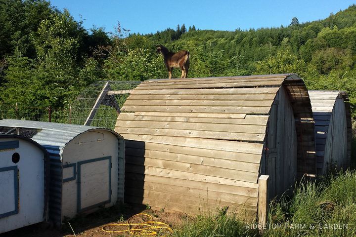 Ridgetop Farm and Garden | Our Goat Herd | Nigerian Dwarf Goat | Sven