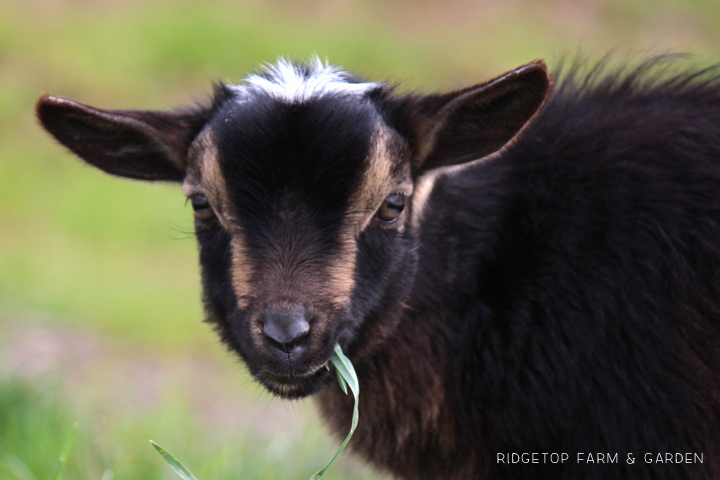 Ridgetop Farm and Garden | Our Goat Herd | Nigerian Dwarf Goat | Sven