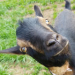 Our Goat Herd: Sven