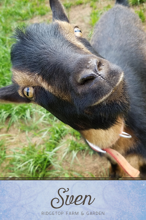 Ridgetop Farm and Garden | Our Goat Herd | Nigerian Dwarf Goat | Sven