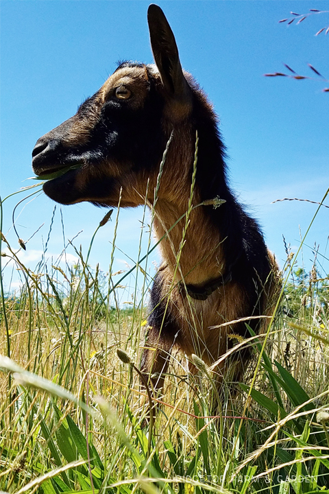 Ridgetop Farm and Garden | Our Goat Herd | Nigerian Dwarf | Vern