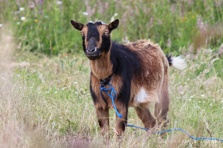 Ridgetop Farm and Garden | Our Goat Herd | Nigerian Dwarf | Vern