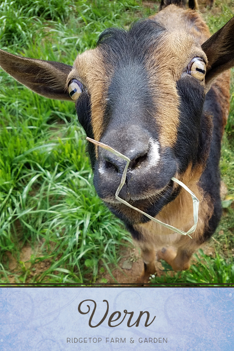 Ridgetop Farm and Garden | Our Goat Herd | Nigerian Dwarf | Vern