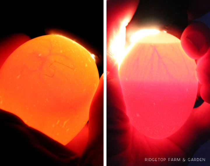 Ridgetop Farm and Garden | Candling Chicken Eggs