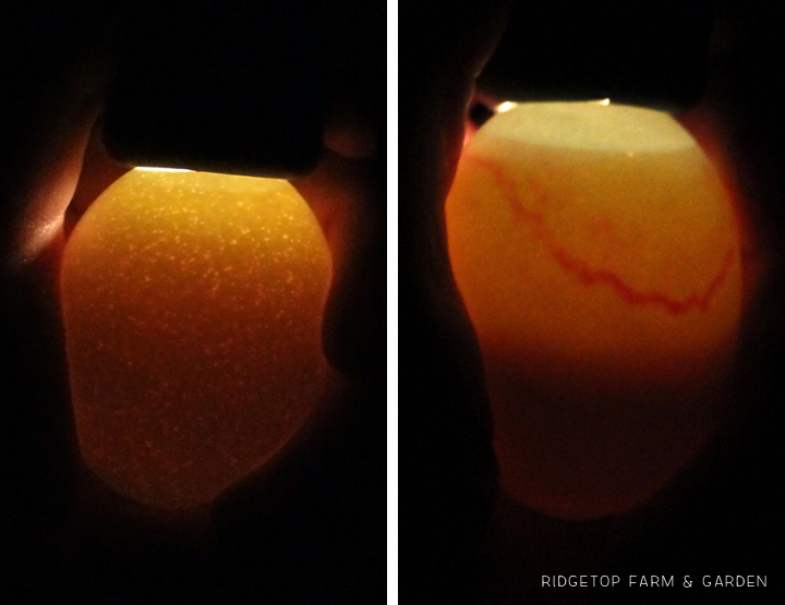 Ridgetop Farm and Garden | Candling Chicken Eggs