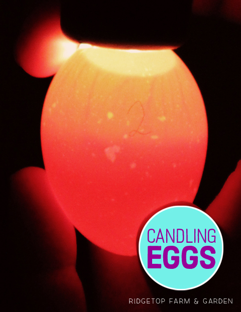 Ridgetop Farm and Garden | Candling Chicken Eggs