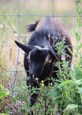 Ridgetop Farm and Garden | Instaling our Goat Fence | Nigerian Dwarf Goat