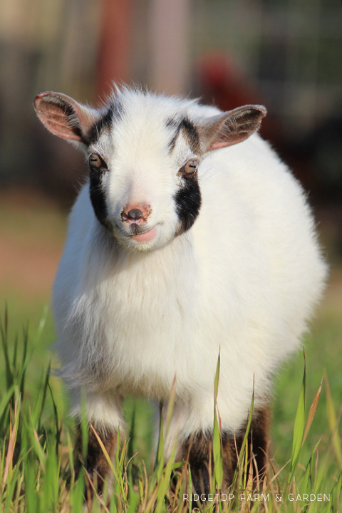 Ridgetop Farm and Garden | Instaling our Goat Fence | Nigerian Dwarf Goat