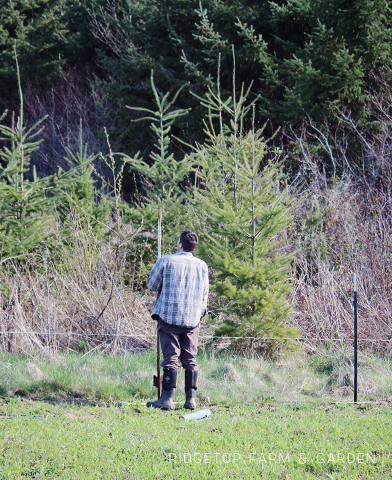 Ridgetop Farm and Garden | Instaling our Goat Fence