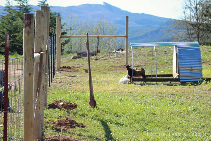 Ridgetop Farm and Garden | Instaling our Goat Fence