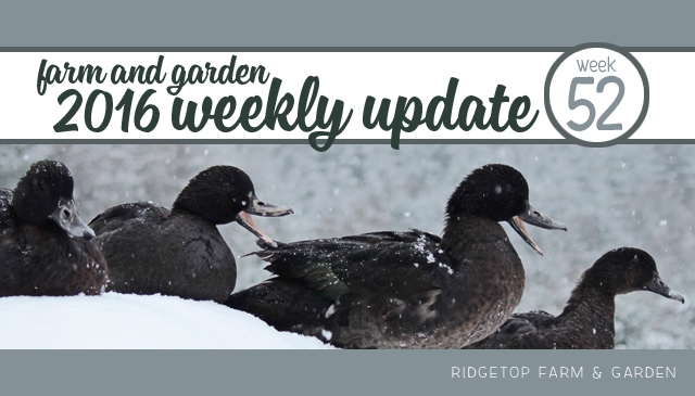 Ridgetop Farm and Garden | 2016 Update | Week 52