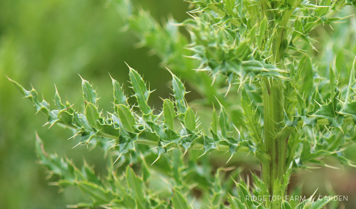 Ridgetop Farm and Garden | Pacific NW Plants | Canada Thistle