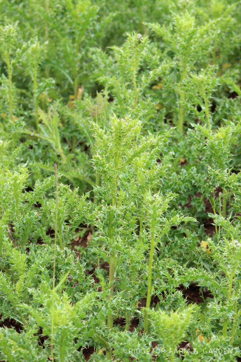 Ridgetop Farm and Garden | Pacific NW Plants | Canada Thistle