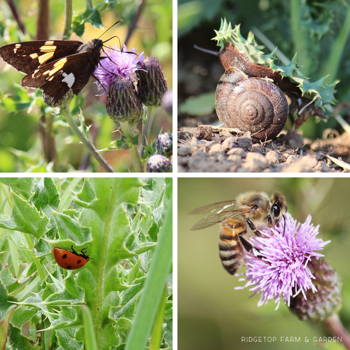 Ridgetop Farm and Garden | Pacific NW Plants | Canada Thistle