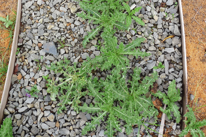 Ridgetop Farm and Garden | Pacific NW Plants | Canada Thistle