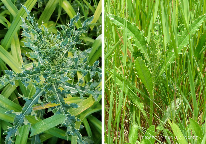 Ridgetop Farm and Garden | Pacific NW Plants | Canada Thistle