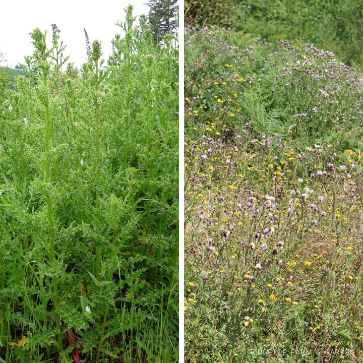 Ridgetop Farm and Garden | Pacific NW Plants | Canada Thistle