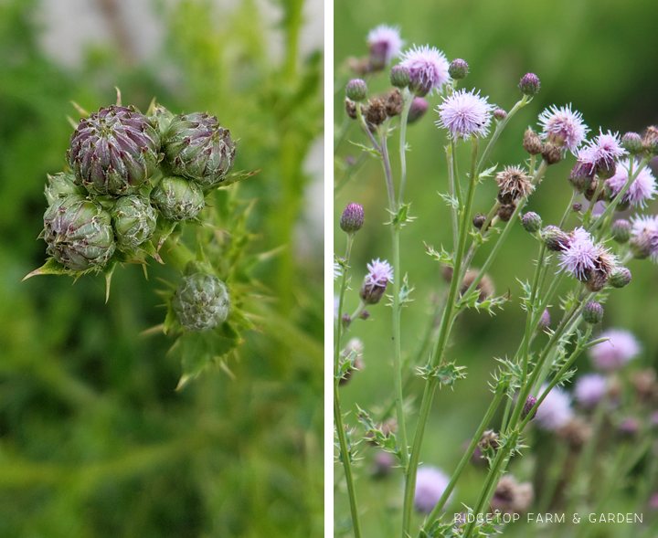 Ridgetop Farm and Garden | Pacific NW Plants | Canada Thistle