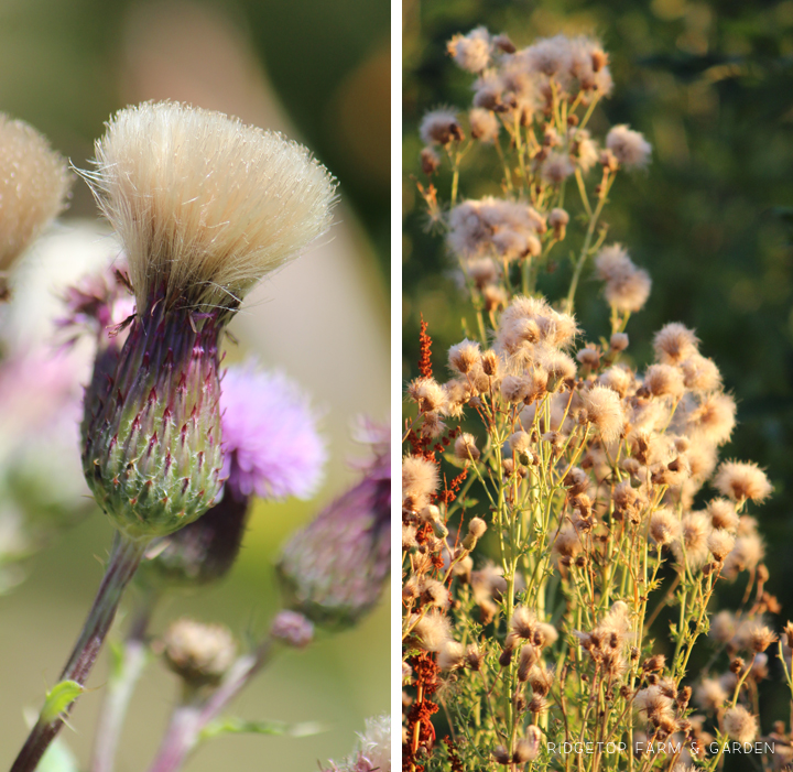 Ridgetop Farm and Garden | Pacific NW Plants | Canada Thistle