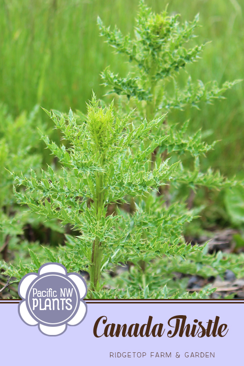 Ridgetop Farm and Garden | Pacific NW Plants | Canada Thistle