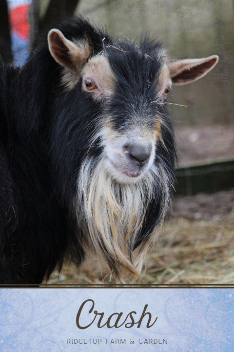 Ridgetop Farm and Garden | Our Goat Herd | Nigerian Dwarf | Crash