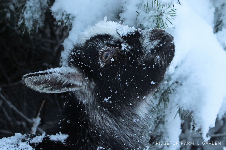 Ridgetop Farm and Garden | Our Goat Herd | Nigerian Dwarf | THE BB MISS GEORGIA O'KEEFE