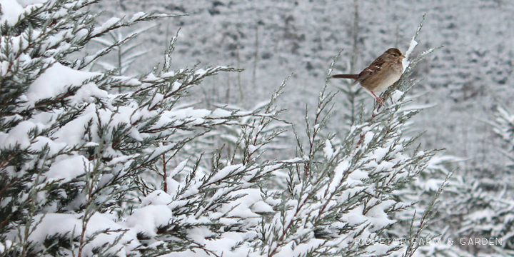 RIdgetop Farm and Garden | Birds 'round Here | Golden-crowned Sparrow