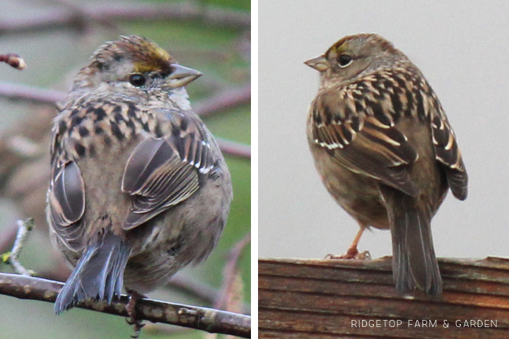 RIdgetop Farm and Garden | Birds 'round Here | Golden-crowned Sparrow