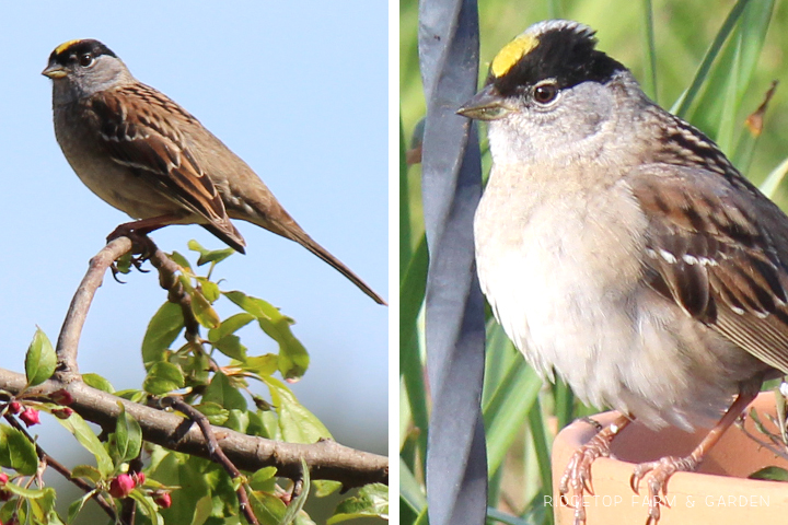 RIdgetop Farm and Garden | Birds 'round Here | Golden-crowned Sparrow