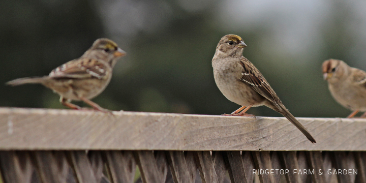 RIdgetop Farm and Garden | Birds 'round Here | Golden-crowned Sparrow