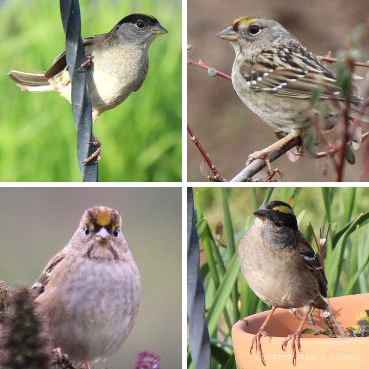 RIdgetop Farm and Garden | Birds 'round Here | Golden-crowned Sparrow