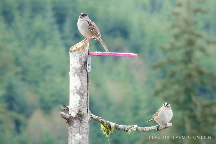 RIdgetop Farm and Garden | Birds 'round Here | Golden-crowned Sparrow