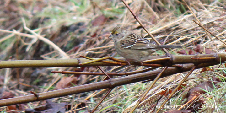 RIdgetop Farm and Garden | Birds 'round Here | Golden-crowned Sparrow