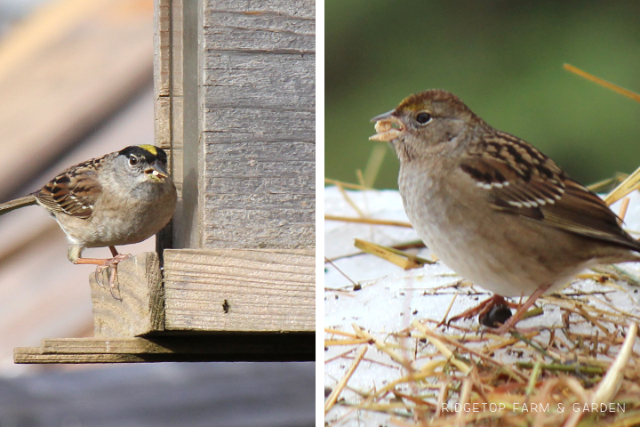 RIdgetop Farm and Garden | Birds 'round Here | Golden-crowned Sparrow