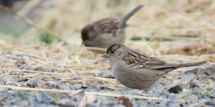 RIdgetop Farm and Garden | Birds 'round Here | Golden-crowned Sparrow