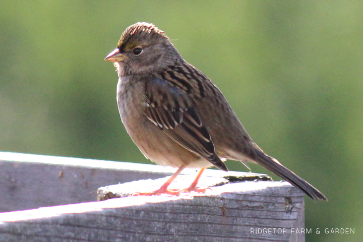 RIdgetop Farm and Garden | Birds 'round Here | Golden-crowned Sparrow