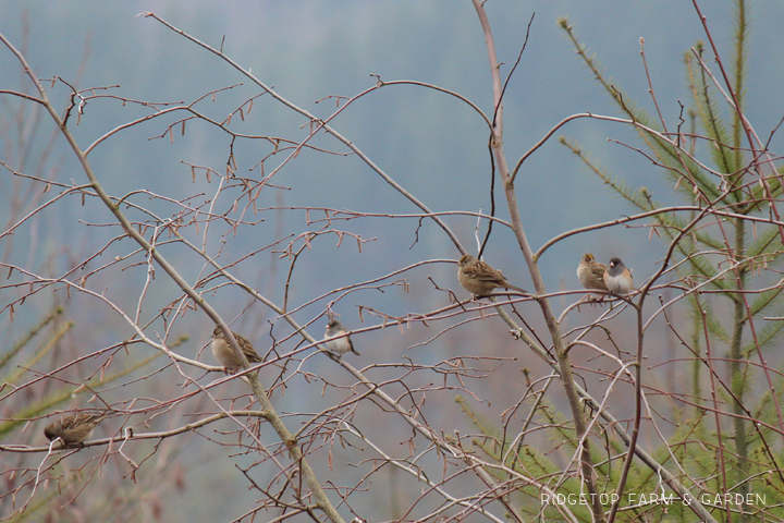 RIdgetop Farm and Garden | Birds 'round Here | Golden-crowned Sparrow