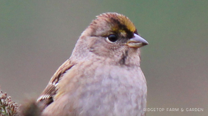 RIdgetop Farm and Garden | Birds 'round Here | Golden-crowned Sparrow