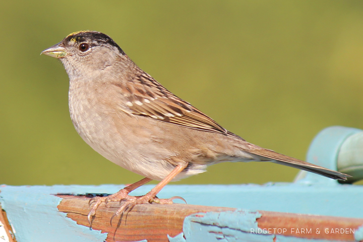 RIdgetop Farm and Garden | Birds 'round Here | Golden-crowned Sparrow