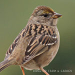 Birds ’round Here: Golden-crowned Sparrow