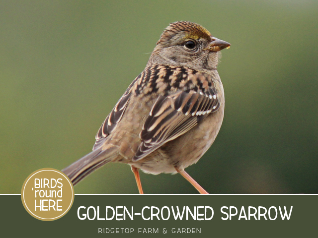 RIdgetop Farm and Garden | Birds 'round Here | Golden-crowned Sparrow