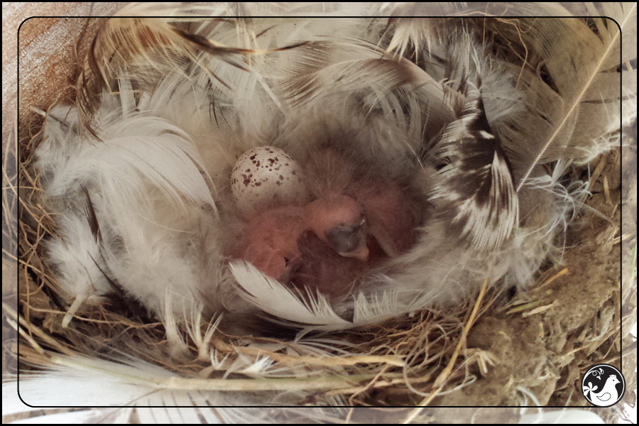 Ridgetop Farm and Garden | Birds of 2013 | Week 31 | Barn Swallow