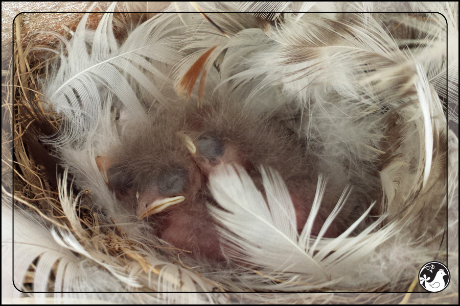 Ridgetop Farm and Garden | Birds of 2013 | Week 31 | Barn Swallow